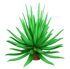 Yucca schidigera
