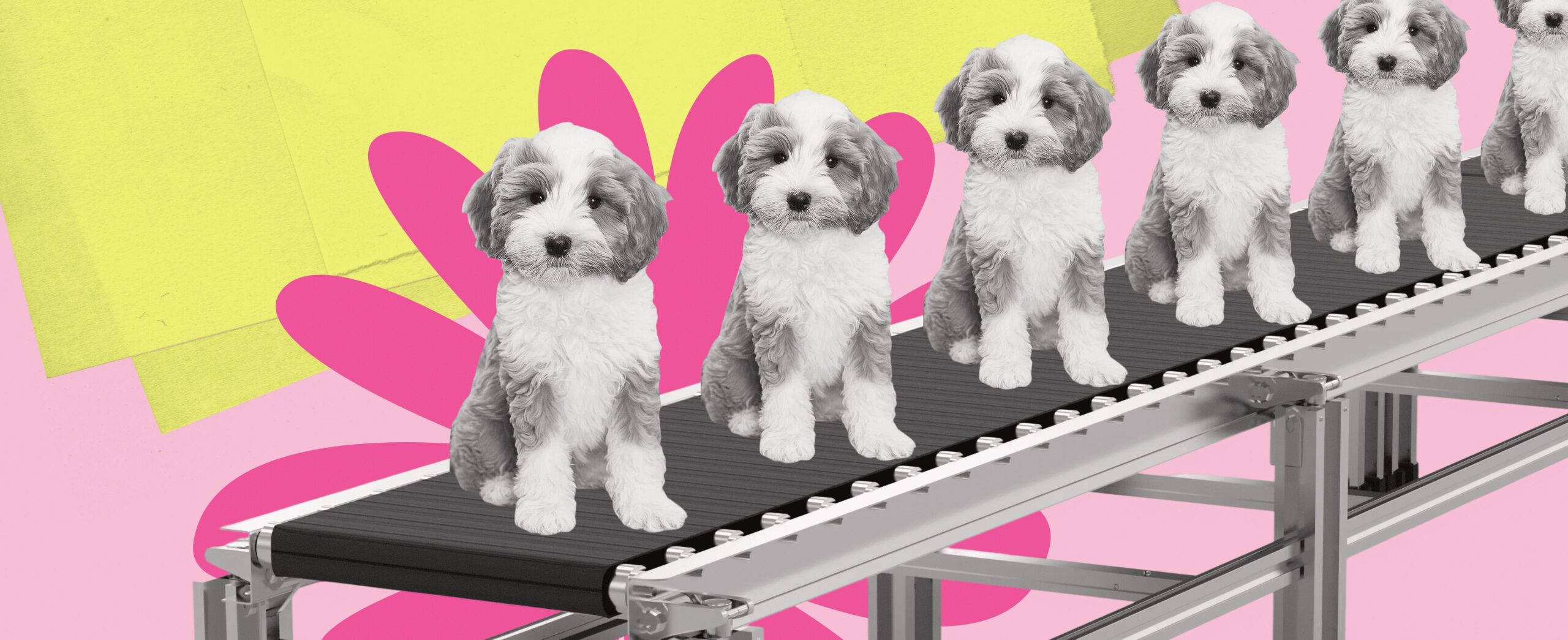 ZOOPSYCHOLOGY: HOW WE LEARNED TO STOP TRAINING AND START LISTENING 244