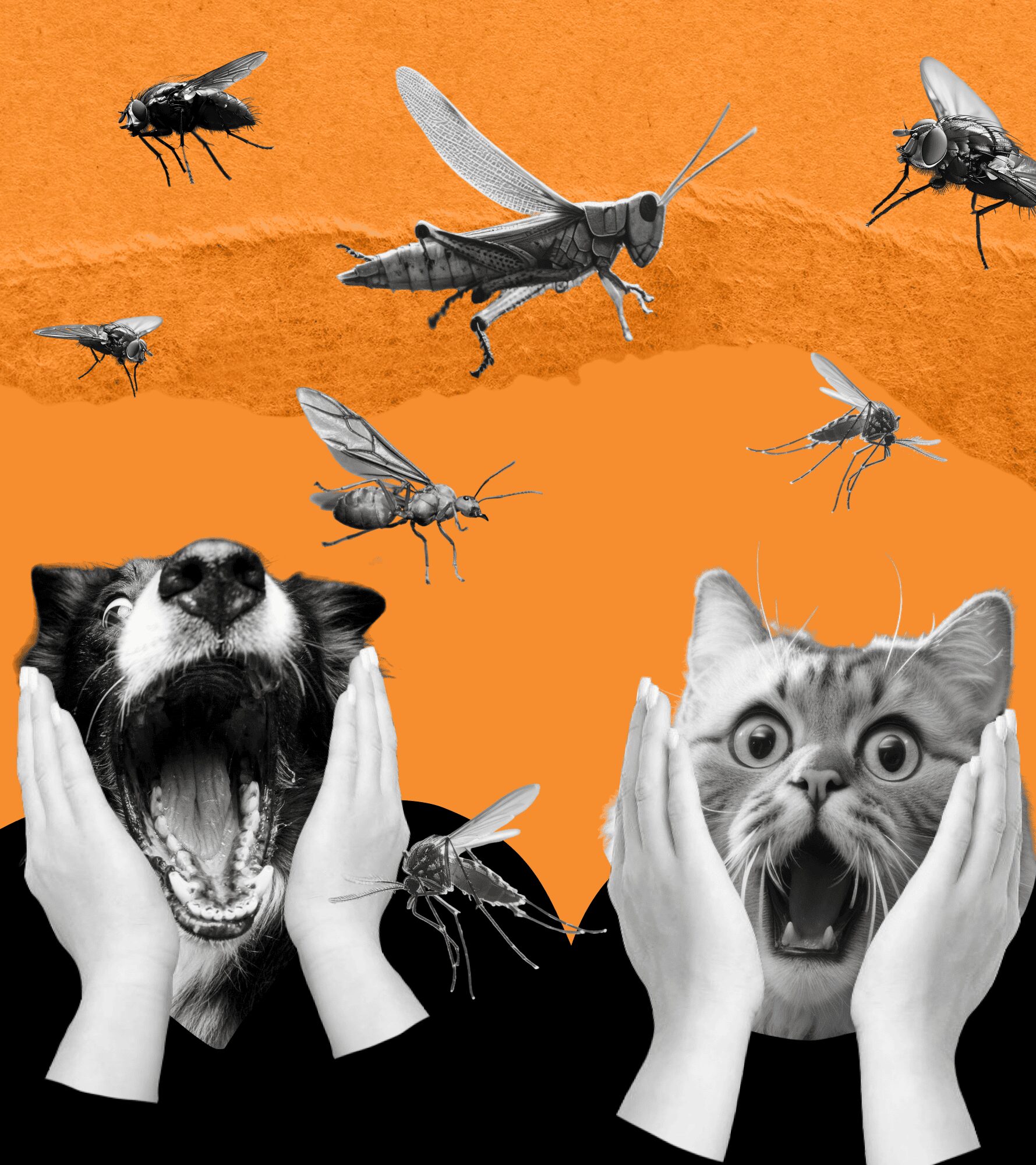 FEAR, HATRED, AND LOVE FOR INSECTS