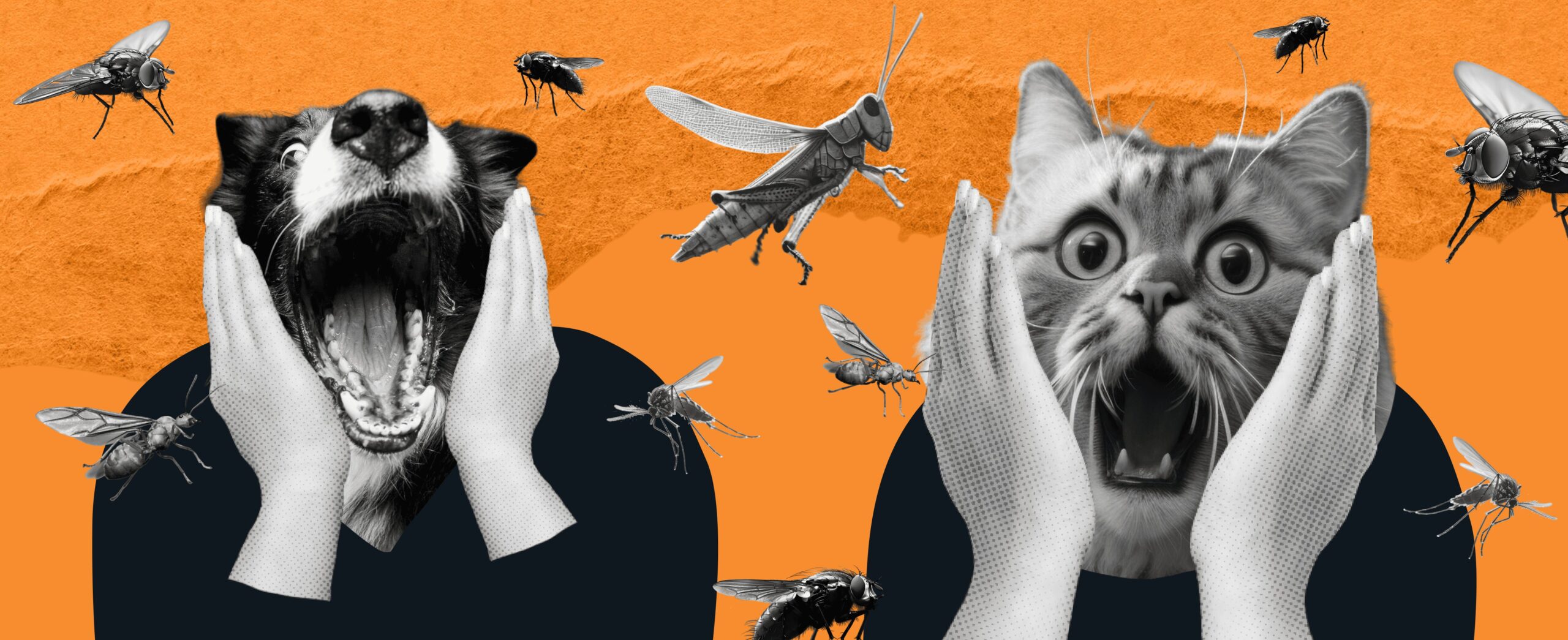 FEAR, HATRED, AND LOVE FOR INSECTS